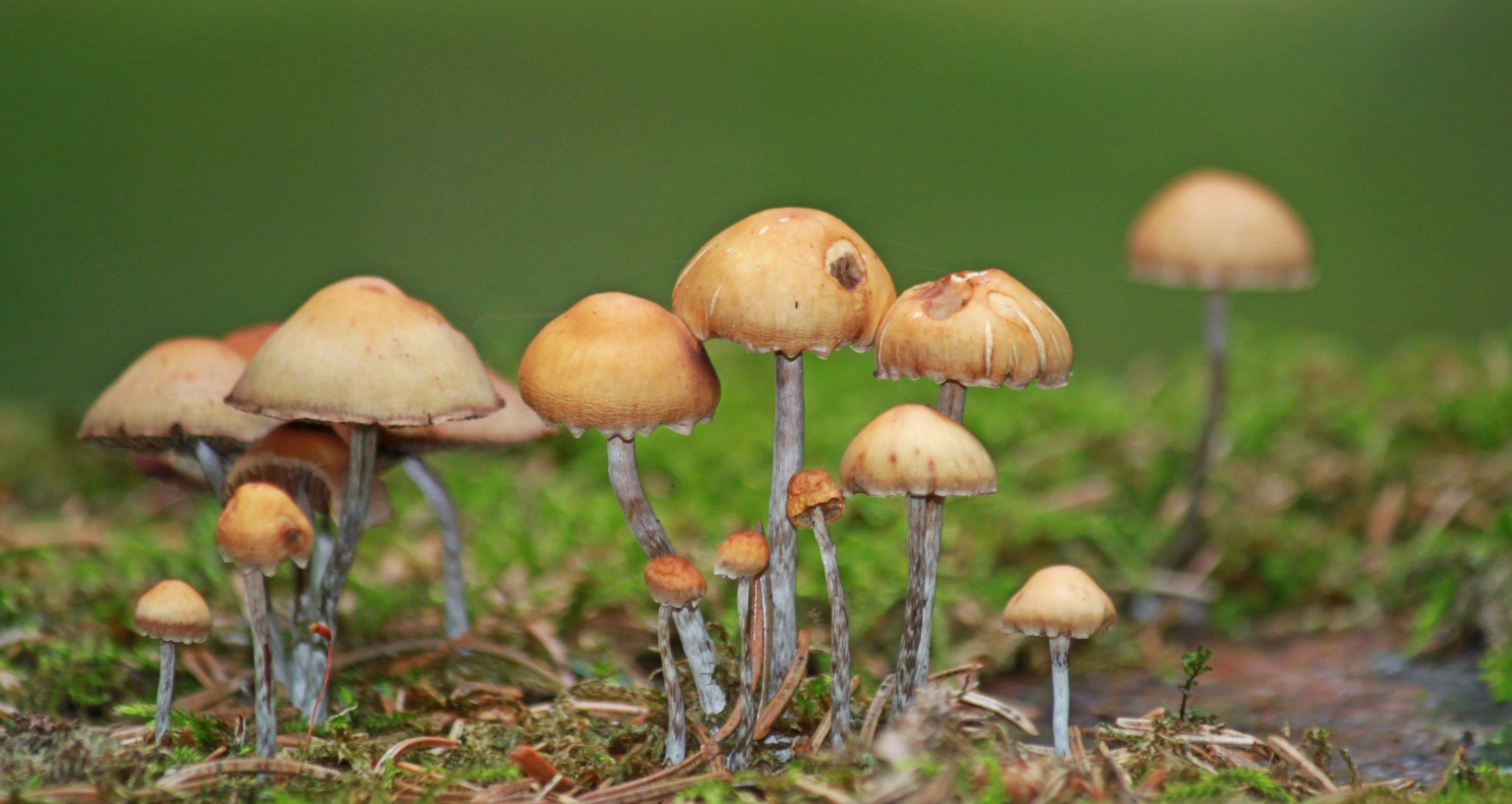 Derfor har svampe' den psykedeliske effekt – Psykedelisk Samfund